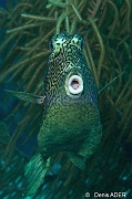 Acanthostracion-polygonius Poisson coffre a cornes-Bonaire Buddy reef-10m-20120217-Denis-ADER-DSC_6273_tn